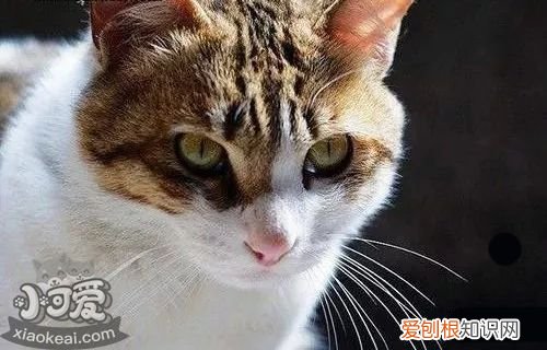 中国的猫一般是什么品种 必须科普的中华田园猫