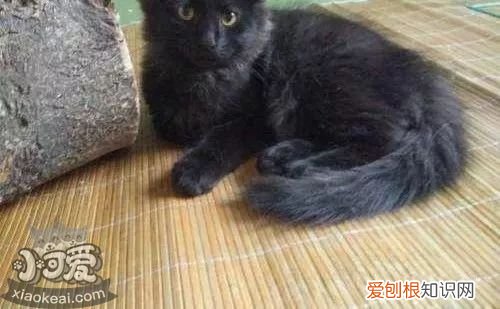 中国的猫一般是什么品种 必须科普的中华田园猫
