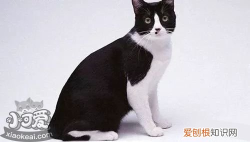 中国的猫一般是什么品种 必须科普的中华田园猫