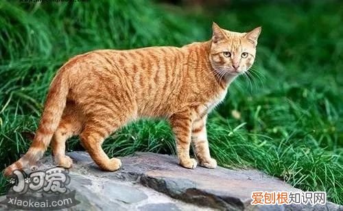 中国的猫一般是什么品种 必须科普的中华田园猫