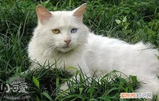 中国的猫一般是什么品种 必须科普的中华田园猫