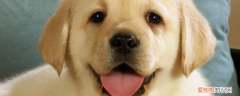 拉布拉多和金毛哪个聪明 其实是金毛更聪明！