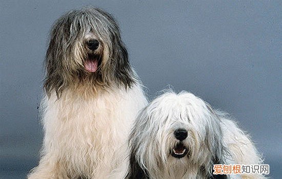 猫为什么喜欢喝马桶里的水 怎么避免猫咪喝“脏”水