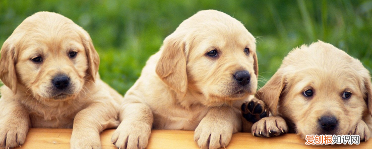 拉布拉多和金毛的区别 两种都是非常温顺的狗了!