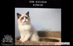 布偶猫为什么这么贵 布偶猫为什么被称为行走的钱包