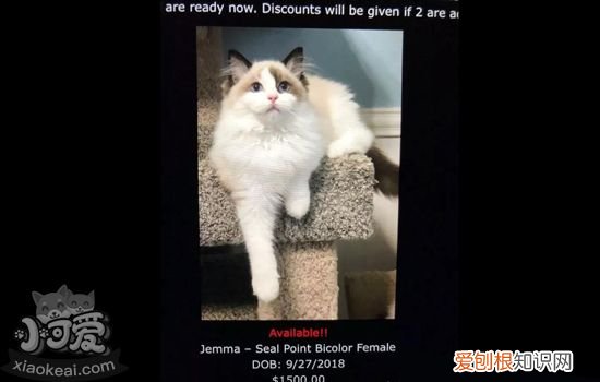 布偶猫为什么这么贵 布偶猫为什么被称为行走的钱包