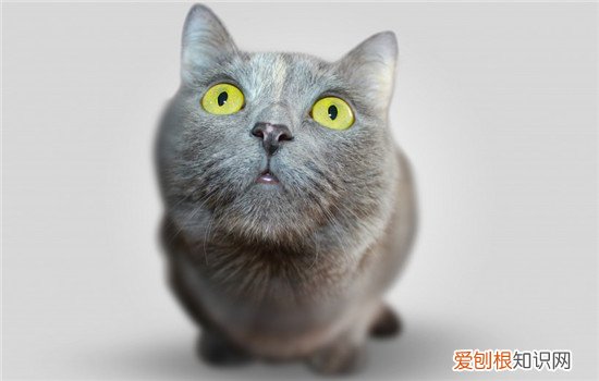 猫咪的动作代表什么 如何解析猫咪动作的含义