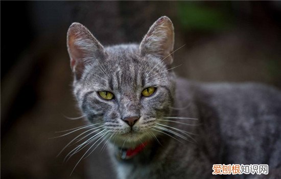 猫咪的动作代表什么 如何解析猫咪动作的含义