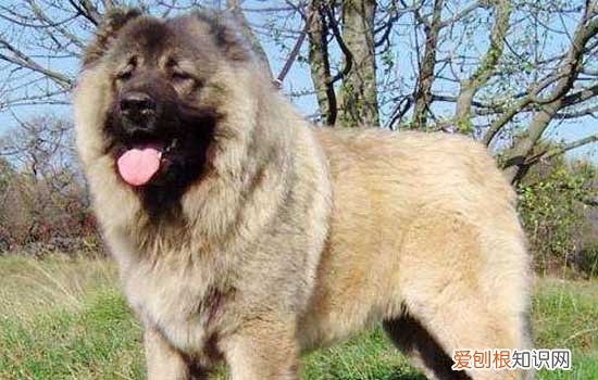 哪些狗是禁止养的 这些危险品种遇见请绕道!