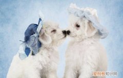 狗狗一直咳嗽像被卡住了又吐不出来 狗狗一直咳