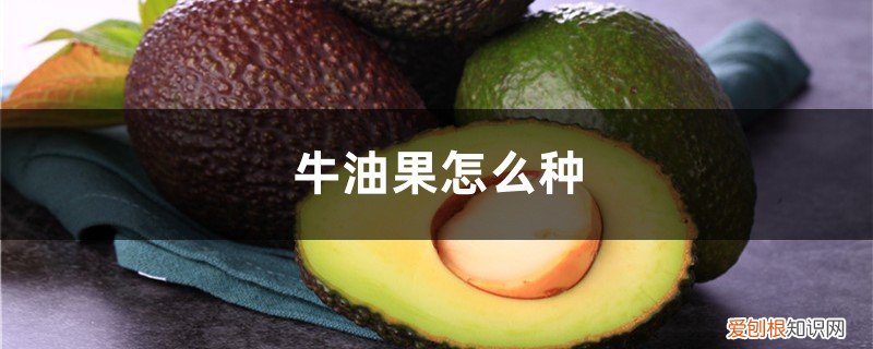 牛油果的主产地在哪里 牛油果怎么种，牛油果产地是哪里的