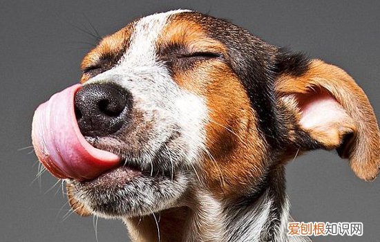 秋田犬优缺点 看完你还是权衡一下要不要养吧！