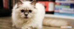布偶猫耳朵烫怎么回事 布偶猫耳朵热正常吗,布偶猫的耳朵热热的正常吗,布偶耳朵热正常吗