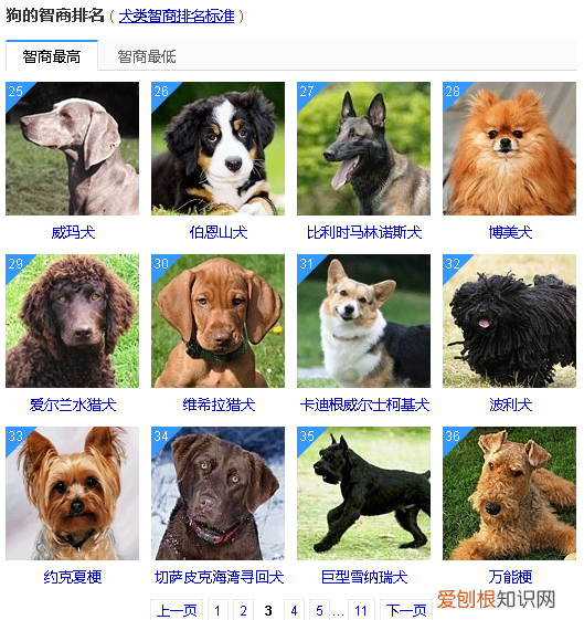 狗狗智商排名前50 这些狗狗真的太聪明了！