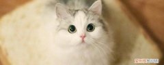 布偶猫啥时候开始爆毛 布偶猫什么时候开始爆毛,布偶猫多大开始爆毛,布偶多大开始爆毛