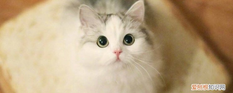 布偶猫啥时候开始爆毛 布偶猫什么时候开始爆毛,布偶猫多大开始爆毛,布偶多大开始爆毛
