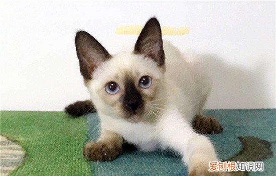 暹罗猫的优点有什么 喜欢粘人猫咪的适合饲养