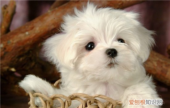 博美犬雷恒越来越严重怎么办,博美犬老有泪痕是不是有什么问题,博美犬有泪痕怎么办