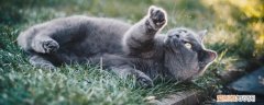 英国短毛猫发出咕噜咕噜的声音,英短发出呼噜呼噜的声音,英短发出呼噜噜的声音