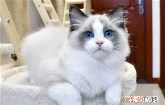 什么猫比较粘人 这三种猫咪适合陪伴人类