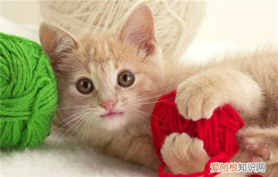猫为什么喜欢咬头发 猫咪咬头发的原因是什么