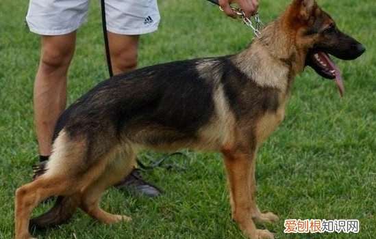 狗狗智商排名 它居然在第四名？