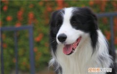 狗狗智商排名 它居然在第四名？