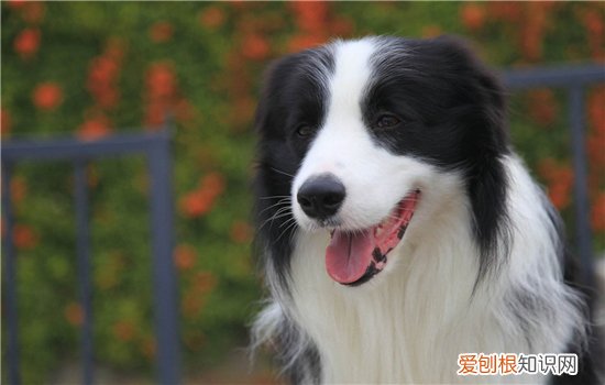 狗狗智商排名 它居然在第四名？