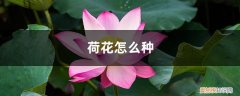 荷花怎么种,荷花种子的种植方法图片 荷花怎么种，荷花种子的种植方法