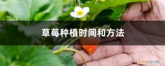 家庭盆栽草莓的种植方法及时间 草莓种植时间和方法，如何种草莓