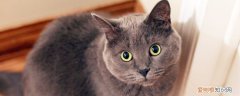 英短猫为什么掉毛越来越多 英国短毛猫掉毛厉害吗,英短掉毛厉害吗,英国短毛猫掉毛严重吗