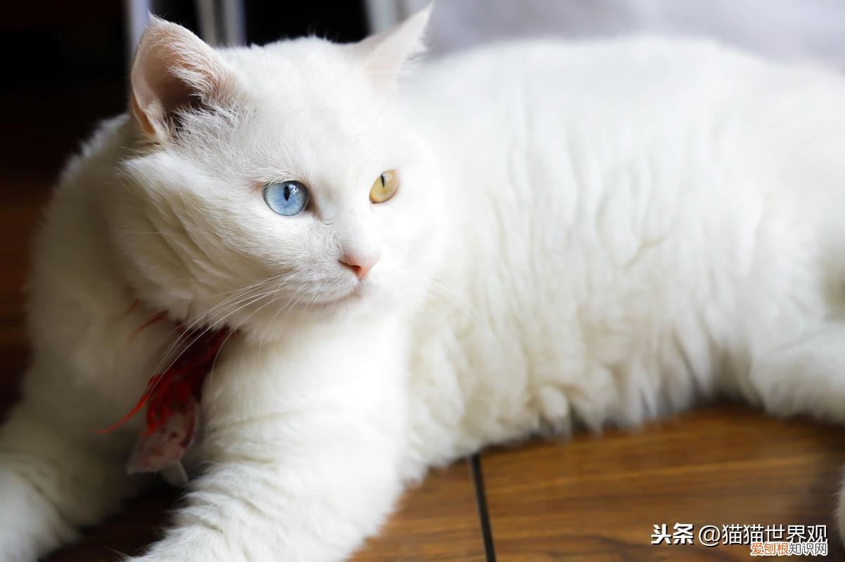 猫猫死了后灵魂会回来吗，猫咪灵魂40问！如果猫的世界有问答……