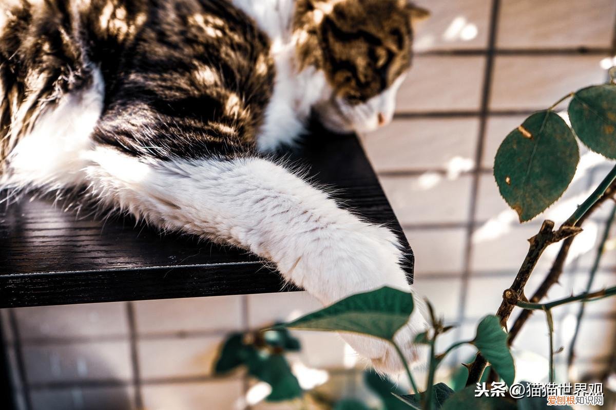 猫猫死了后灵魂会回来吗，猫咪灵魂40问！如果猫的世界有问答……