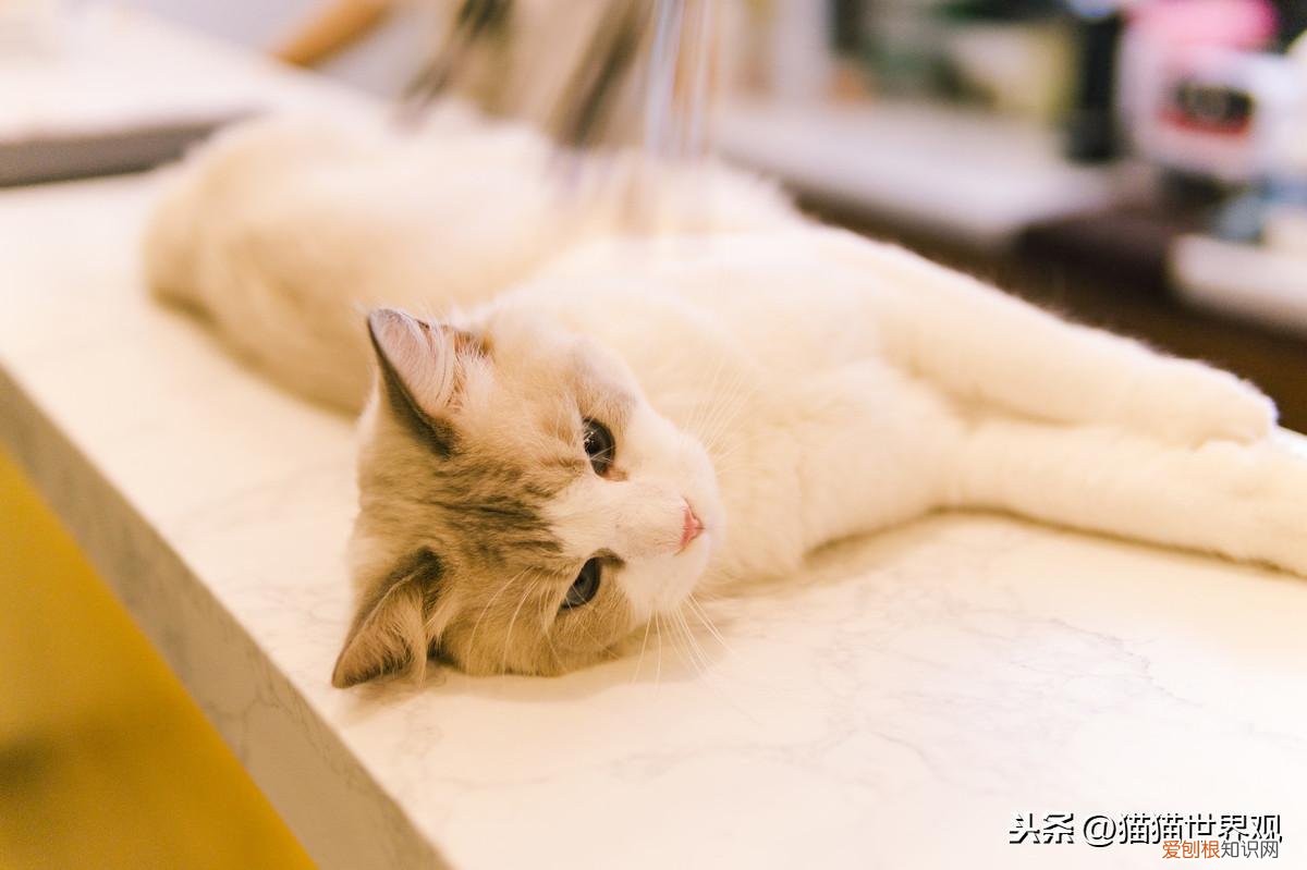 猫猫死了后灵魂会回来吗，猫咪灵魂40问！如果猫的世界有问答……