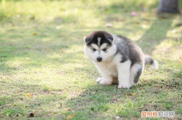 非常实用 养狗的不知道狗的毛病是什么，养狗常见的23个问题与回答