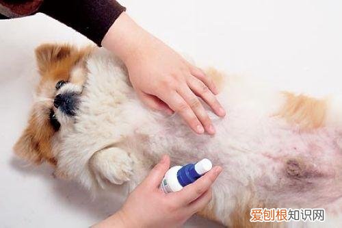 非常实用 养狗的不知道狗的毛病是什么，养狗常见的23个问题与回答