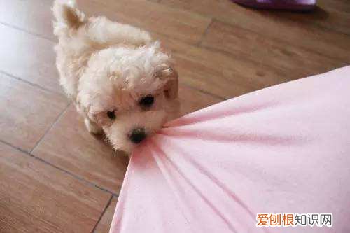 非常实用 养狗的不知道狗的毛病是什么，养狗常见的23个问题与回答