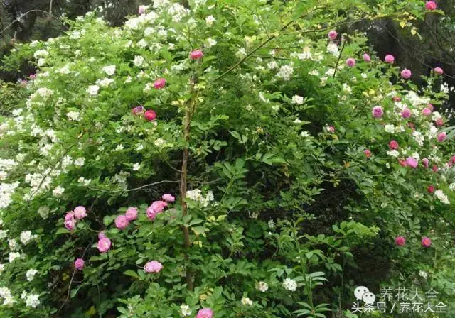 家庭花卉盆栽文竹的养护方法，绿萝文竹……100种家庭花卉养护大全，解决你所有的养花问题