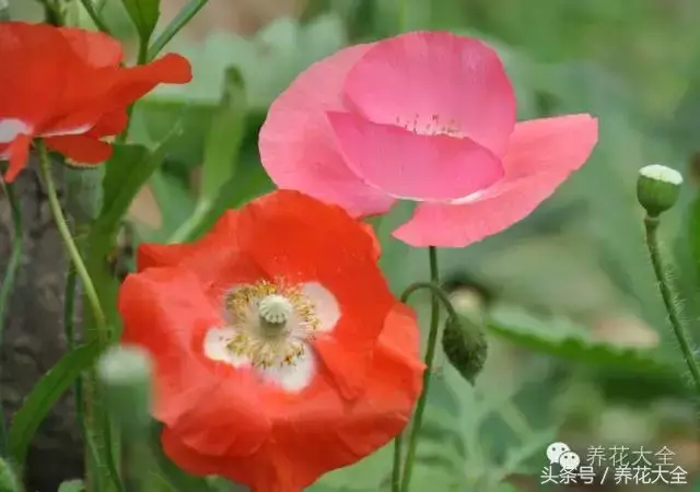 家庭花卉盆栽文竹的养护方法，绿萝文竹……100种家庭花卉养护大全，解决你所有的养花问题