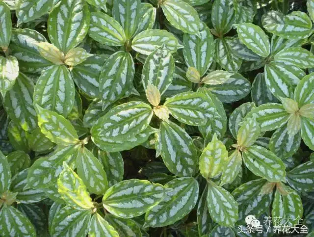 家庭花卉盆栽文竹的养护方法，绿萝文竹……100种家庭花卉养护大全，解决你所有的养花问题