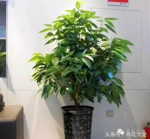 家庭花卉盆栽文竹的养护方法，绿萝文竹……100种家庭花卉养护大全，解决你所有的养花问题