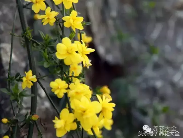 家庭花卉盆栽文竹的养护方法，绿萝文竹……100种家庭花卉养护大全，解决你所有的养花问题