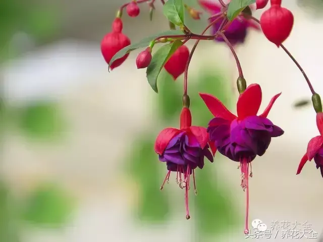 家庭花卉盆栽文竹的养护方法，绿萝文竹……100种家庭花卉养护大全，解决你所有的养花问题