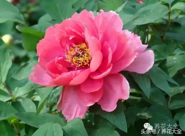 家庭花卉盆栽文竹的养护方法，绿萝文竹……100种家庭花卉养护大全，解决你所有的养花问题