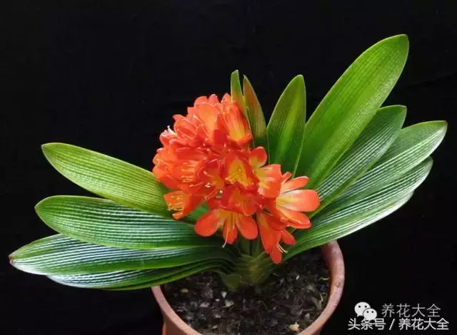 家庭花卉盆栽文竹的养护方法，绿萝文竹……100种家庭花卉养护大全，解决你所有的养花问题