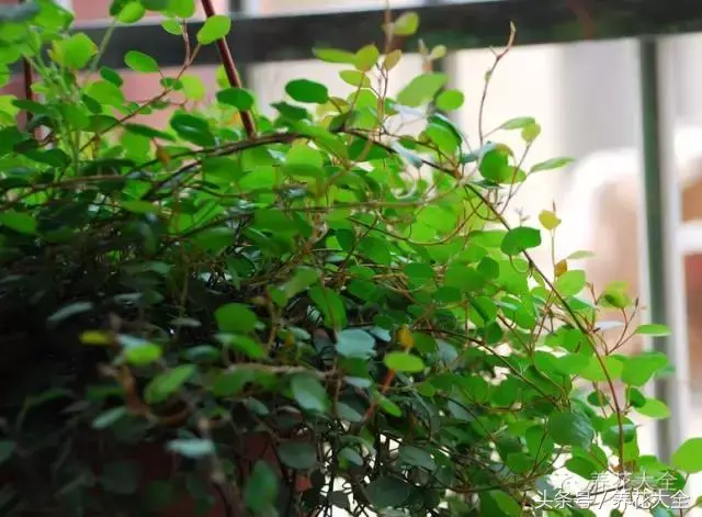家庭花卉盆栽文竹的养护方法，绿萝文竹……100种家庭花卉养护大全，解决你所有的养花问题