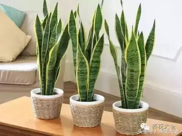 家庭花卉盆栽文竹的养护方法，绿萝文竹……100种家庭花卉养护大全，解决你所有的养花问题