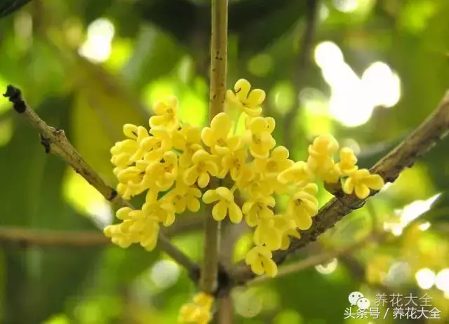 家庭花卉盆栽文竹的养护方法，绿萝文竹……100种家庭花卉养护大全，解决你所有的养花问题