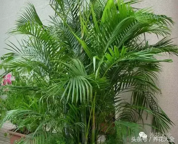 家庭花卉盆栽文竹的养护方法，绿萝文竹……100种家庭花卉养护大全，解决你所有的养花问题