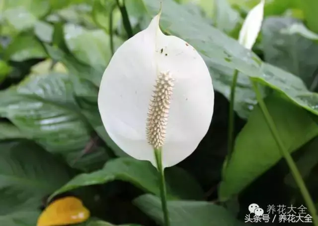 家庭花卉盆栽文竹的养护方法，绿萝文竹……100种家庭花卉养护大全，解决你所有的养花问题